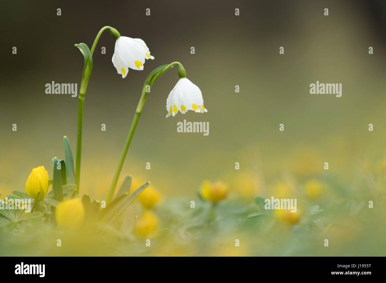 Il simbolo del fiocco di neve di primavera (Leucojum vernum), Kassel, Hesse, Germania Foto Stock