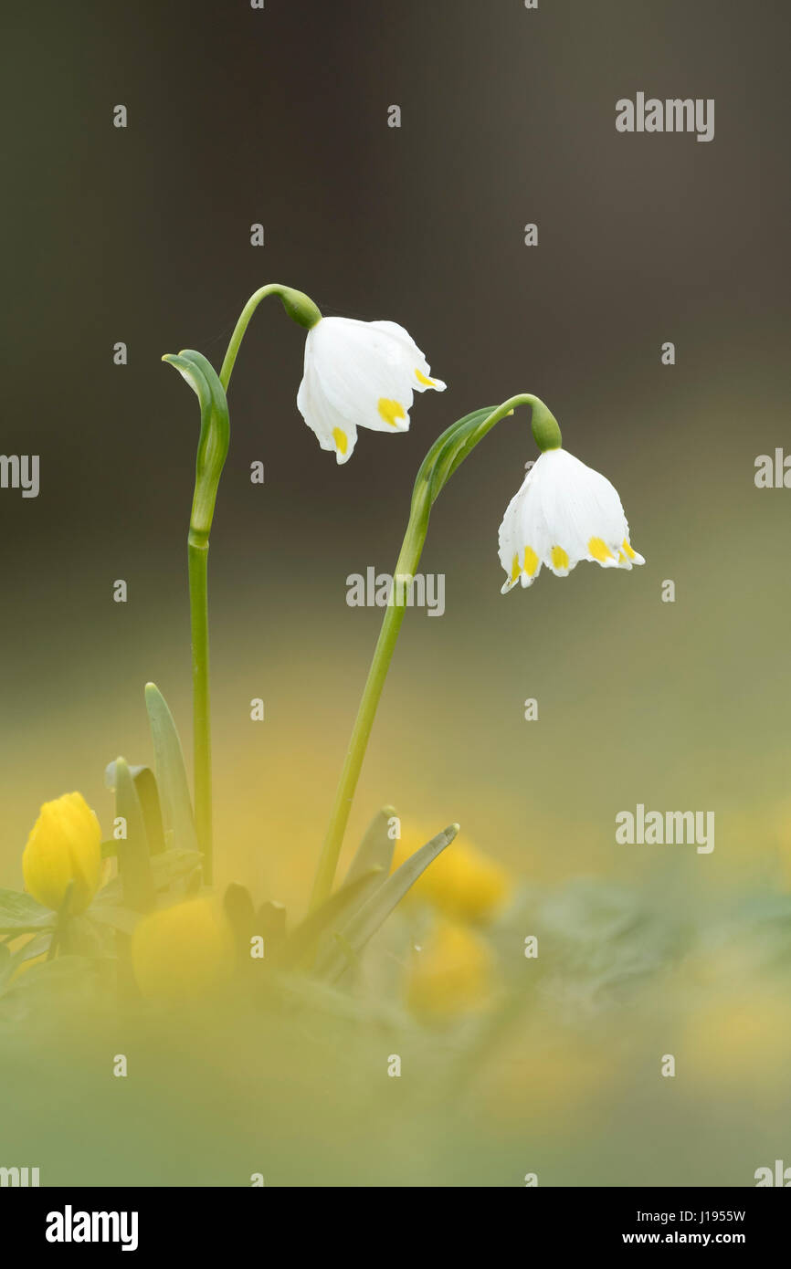 Il simbolo del fiocco di neve di primavera (Leucojum vernum), Kassel, Hesse, Germania Foto Stock