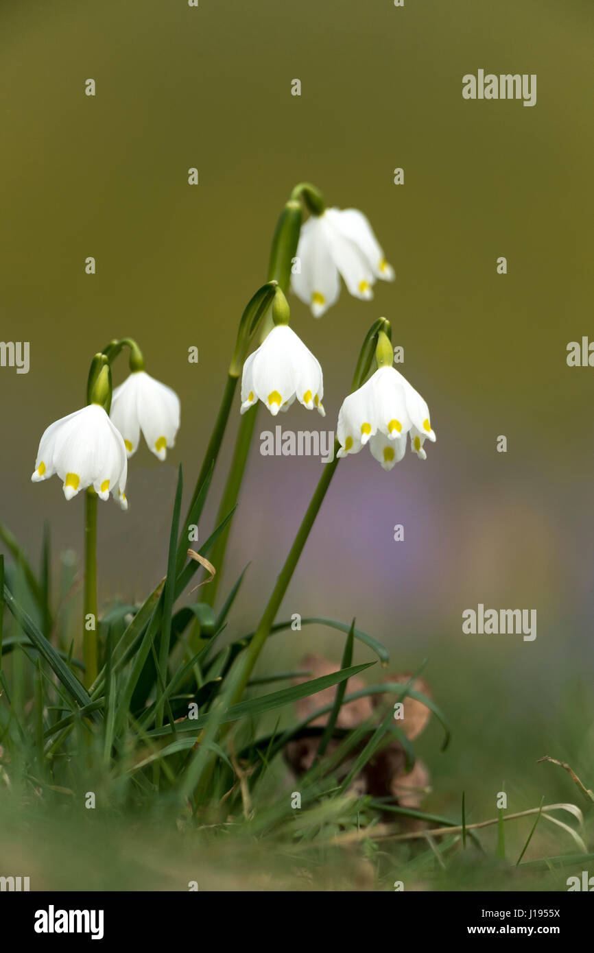 Il simbolo del fiocco di neve di primavera (Leucojum vernum), Kassel, Hesse, Germania Foto Stock