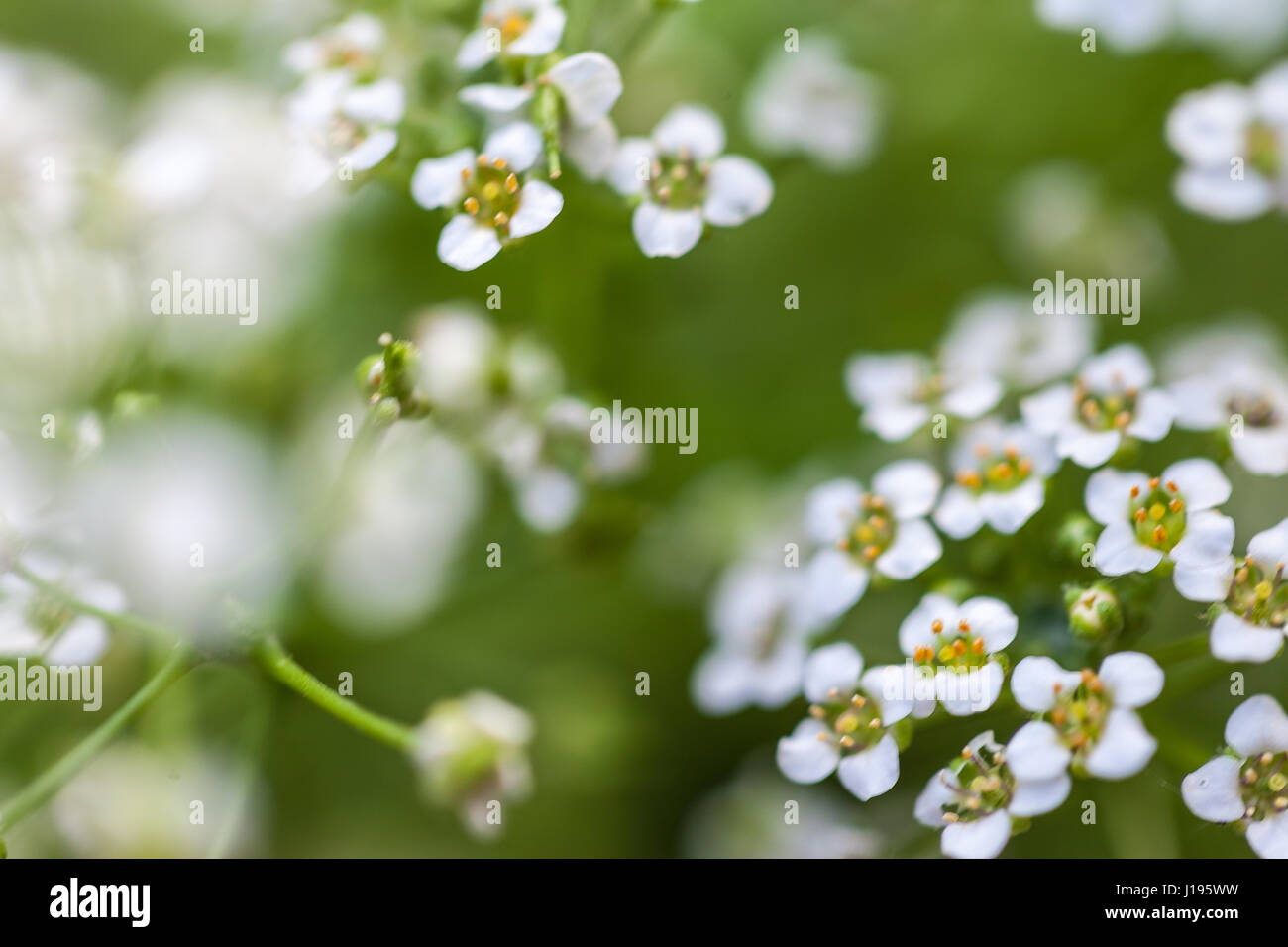 White piccoli fiori Foto Stock