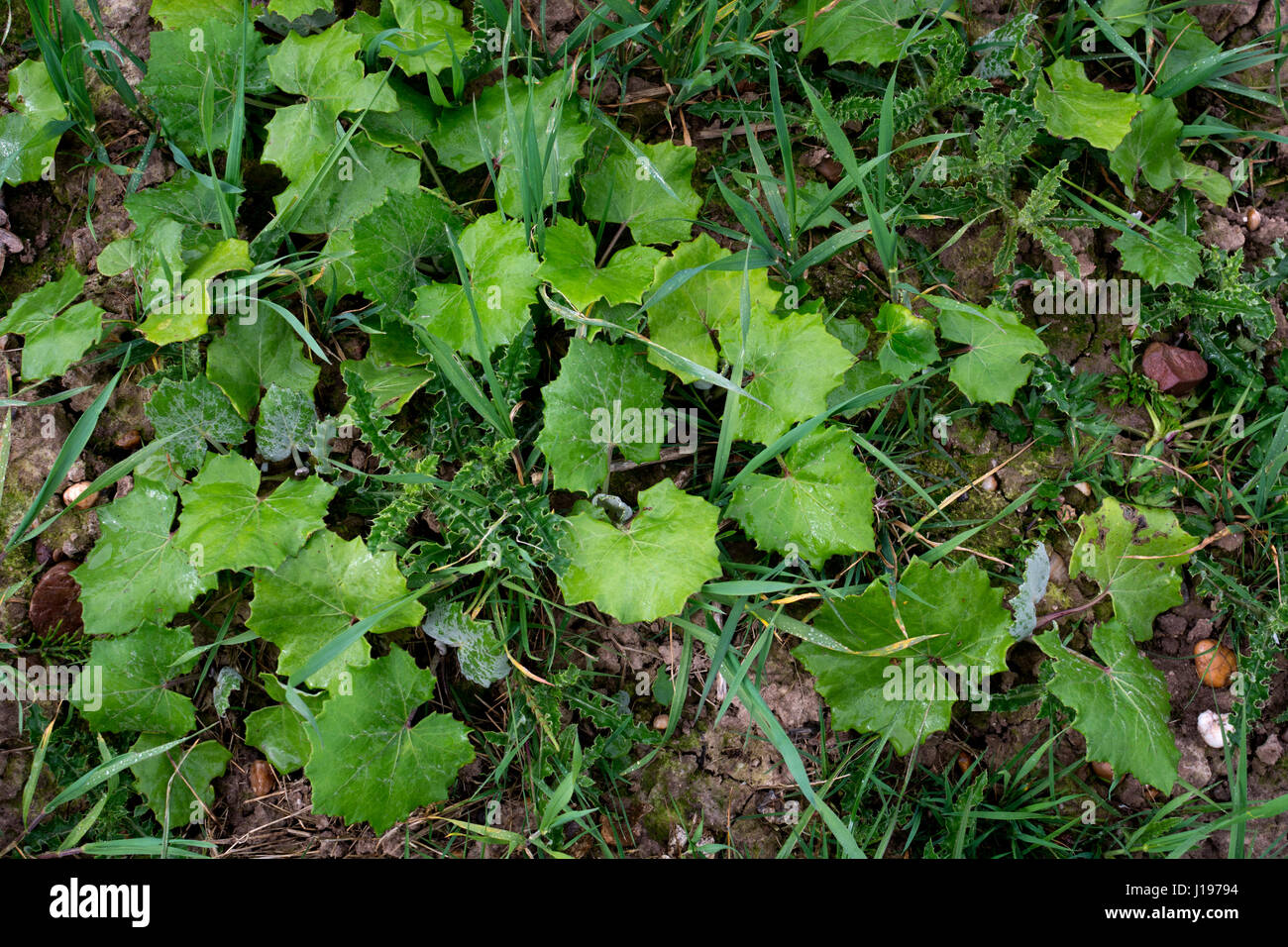 Coltsfoot e cardi crescere come seminativi erbacce, Warwickshire, Regno Unito Foto Stock
