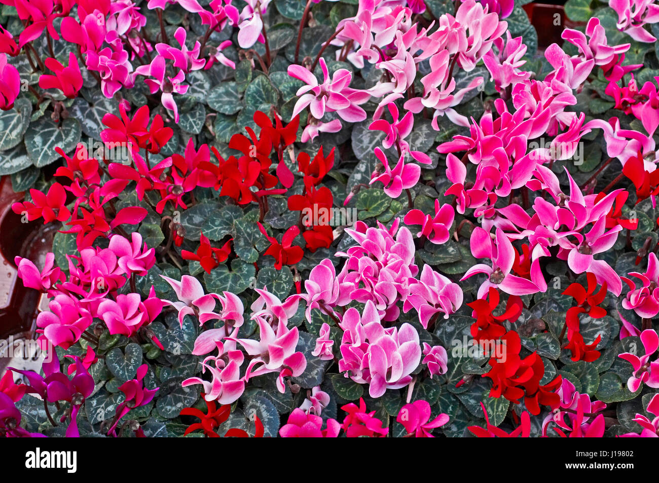 Vassoio colorato della fioritura Ciclamino Foto Stock