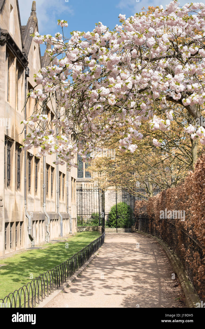 Cherry Tree blossom lungo Grove a piedi nel centro di Oxford in primavera. Oxford, Oxfordshire, Inghilterra Foto Stock