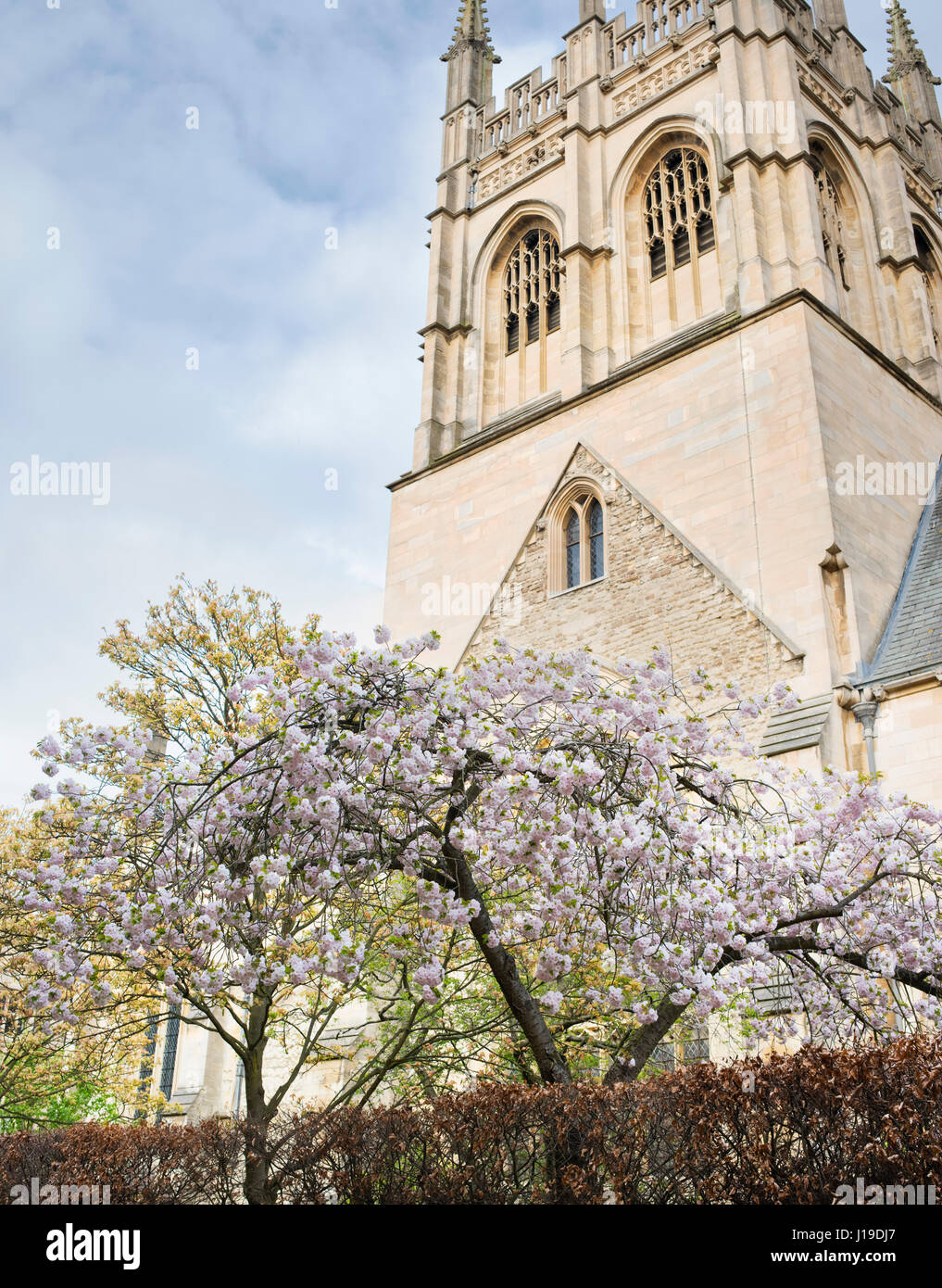 Cherry Tree blossom lungo Grove a piedi nel centro di Oxford in primavera. Oxford, Oxfordshire, Inghilterra Foto Stock