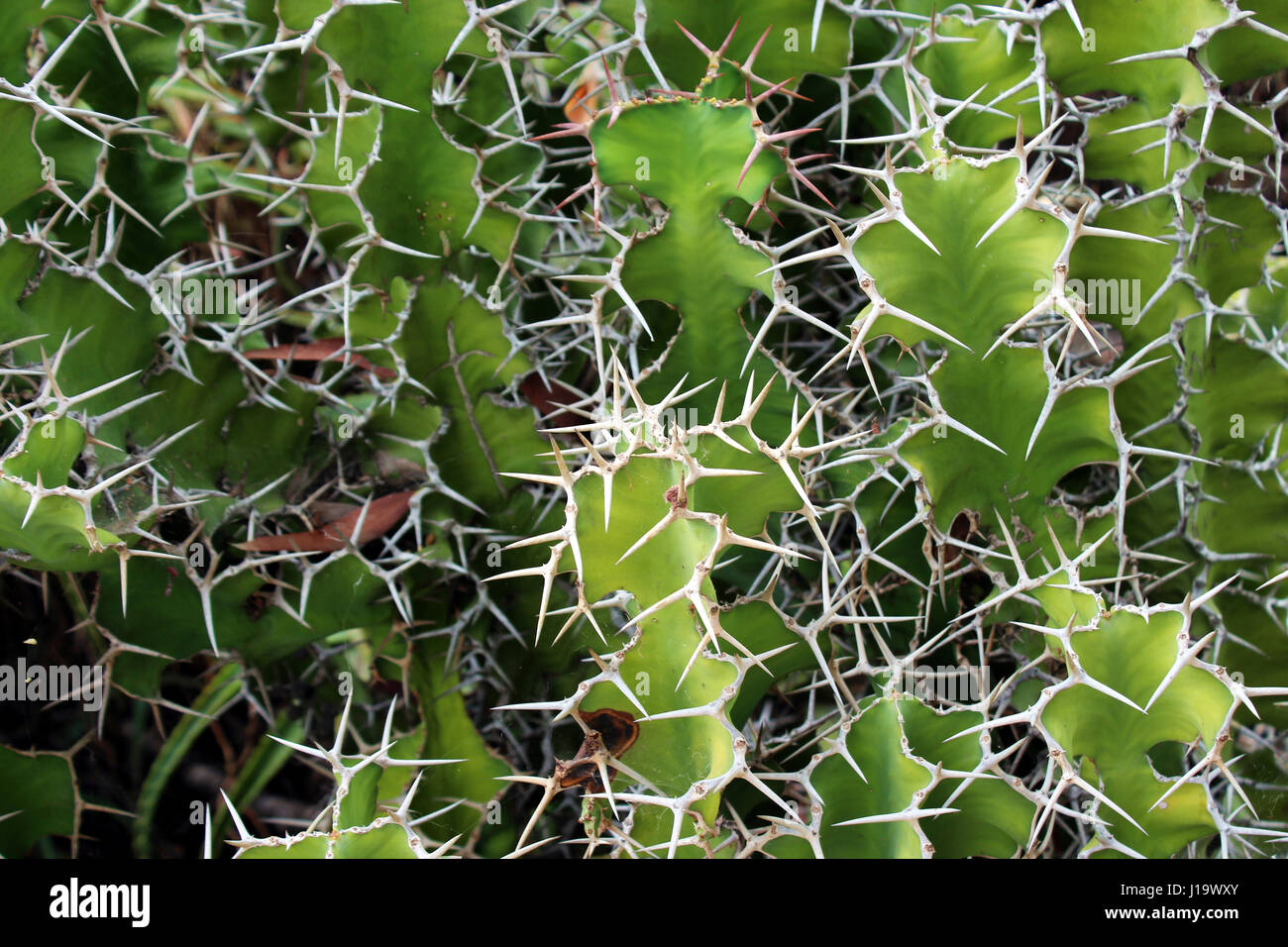 Close up di vacca di corno Cactus, Euphorbia grandicornis, presso il giardino del deserto in Balboa Park, San Diego, California, Stati Uniti d'America Foto Stock