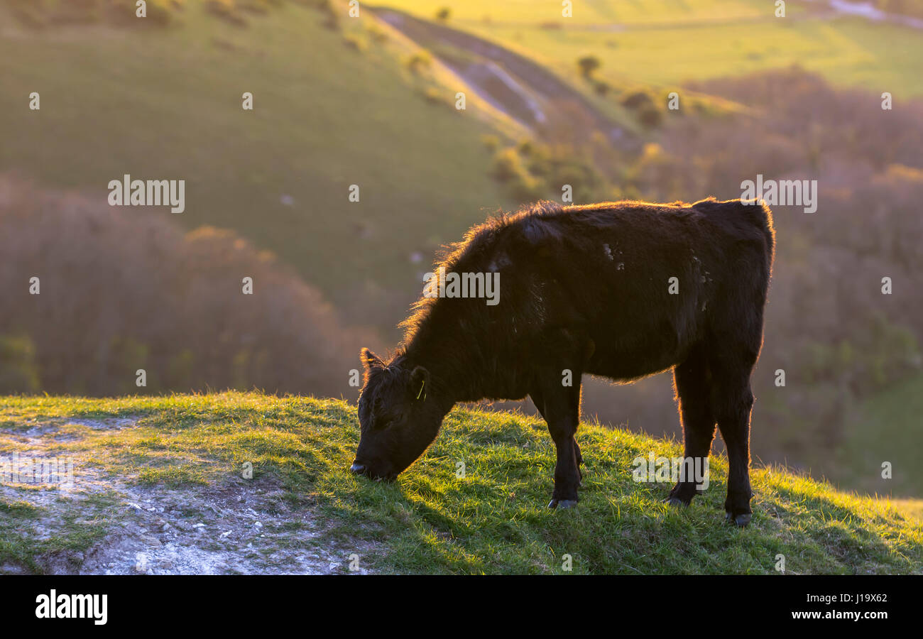 Vista laterale di una singola mucca in piedi da solo il pascolo su di una collina nella campagna britannica nella luce della sera. Foto Stock
