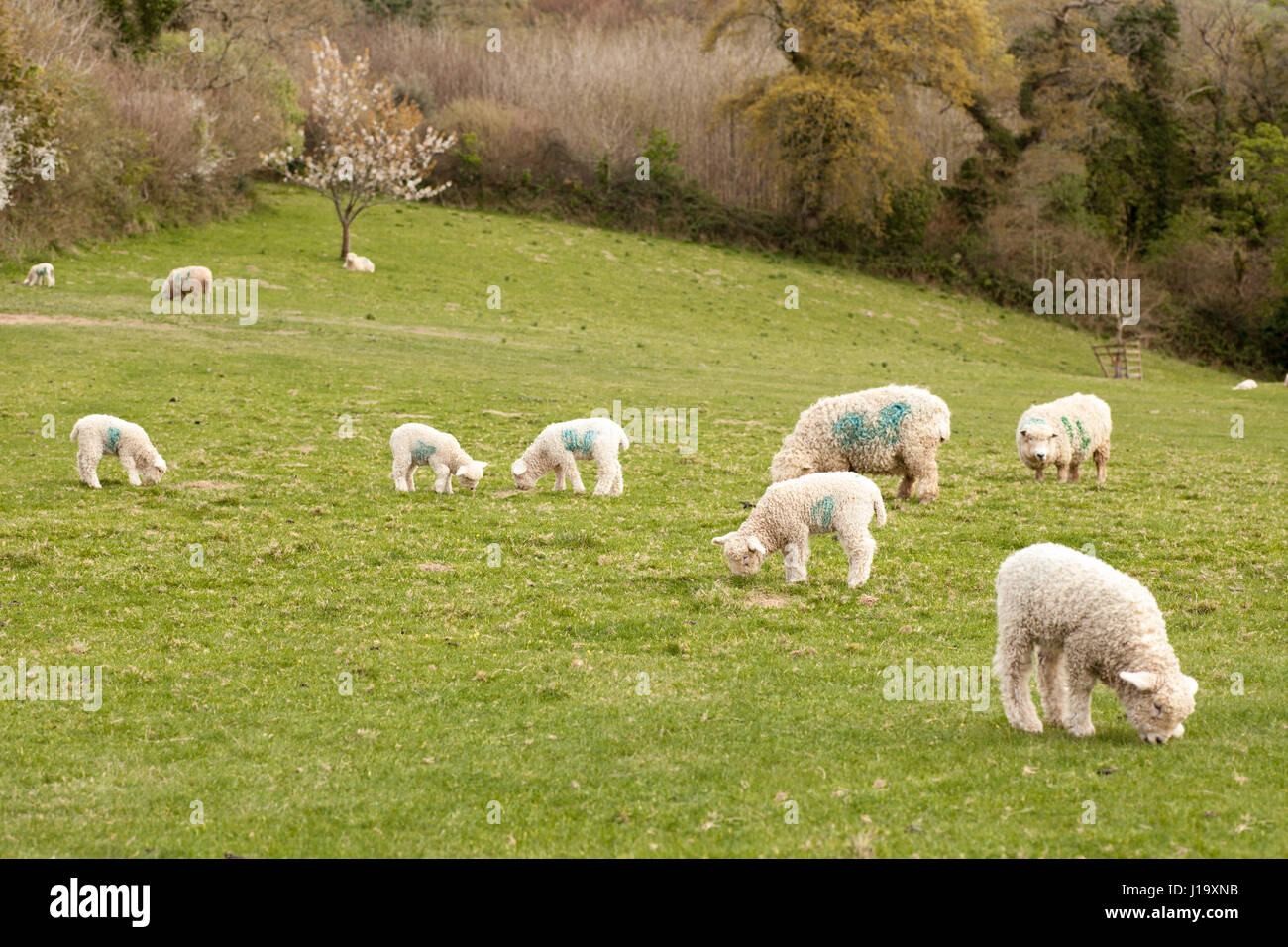 Gregge di pecore al pascolo in un campo rurale. Le pecore e gli agnelli del Devon e Cornwall Longwool razza Foto Stock