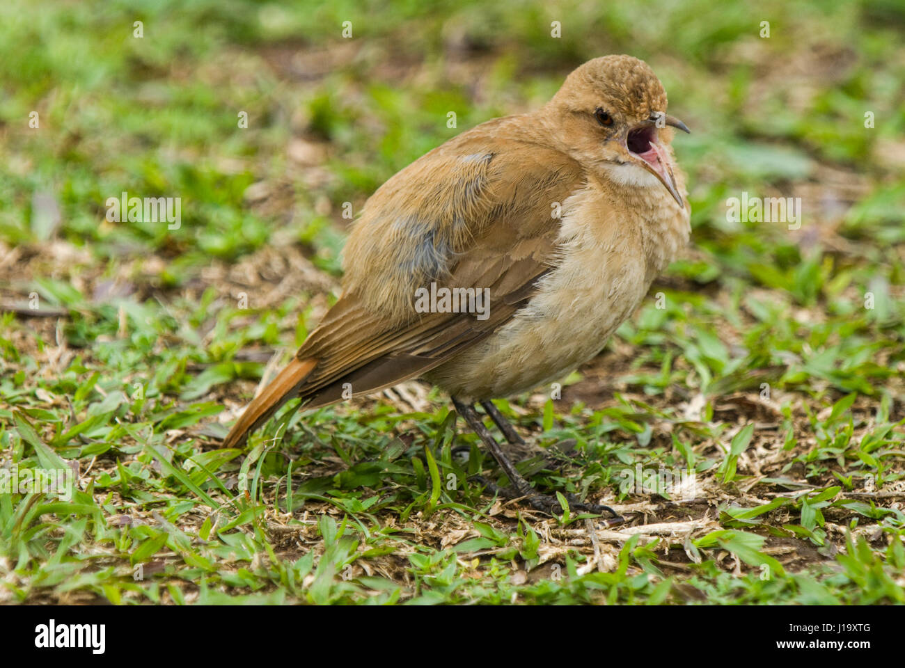 Un Rufous Hornero (Furnarius rufus), o ovenbird, in piedi su erba corta e chiamata Foto Stock