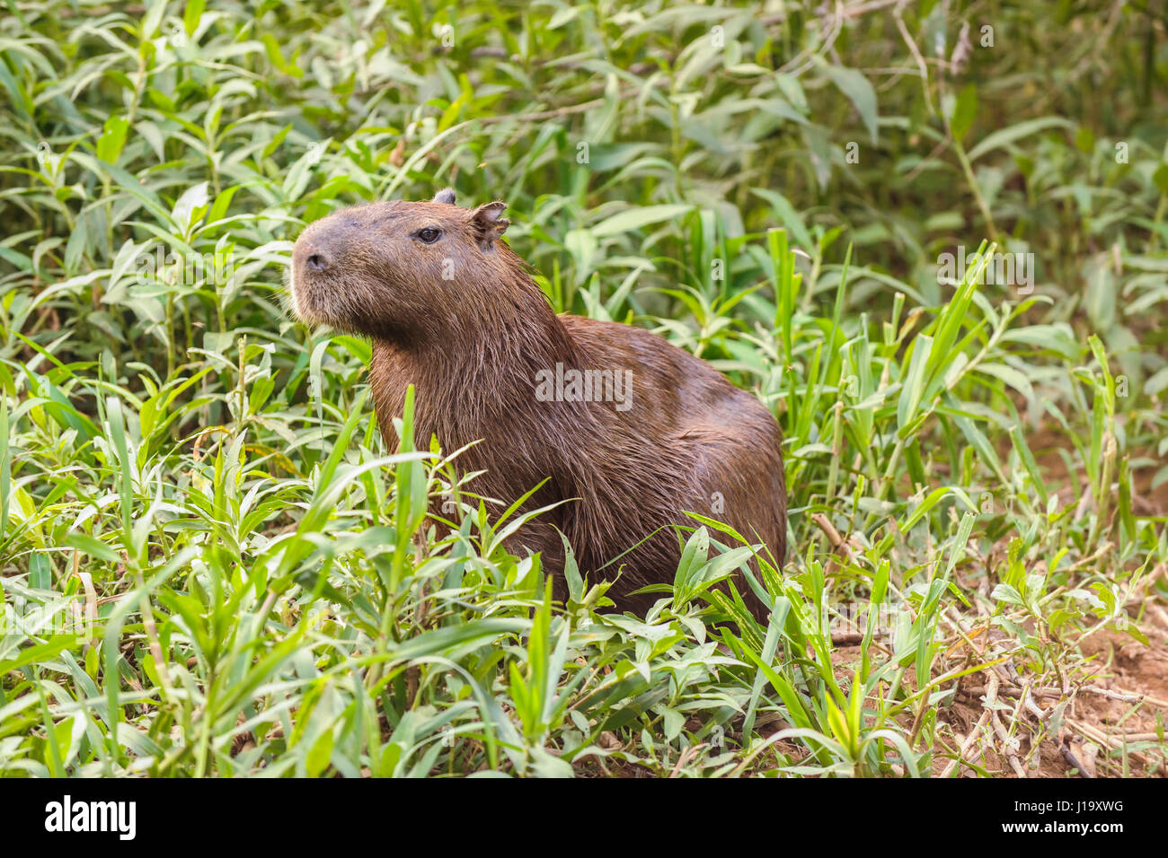 Un adulto capibara (Hydrochoerus hydrochaeris) seduto su una riva di un fiume in Pantanal la regione del Brasile Foto Stock