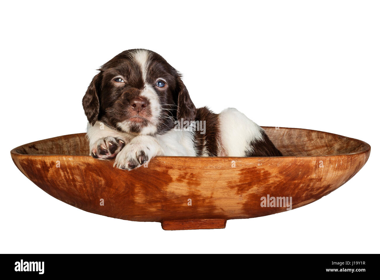 A 4 settimane di età e fegato white English Springer Spaniel cucciolo in un cestello Foto Stock