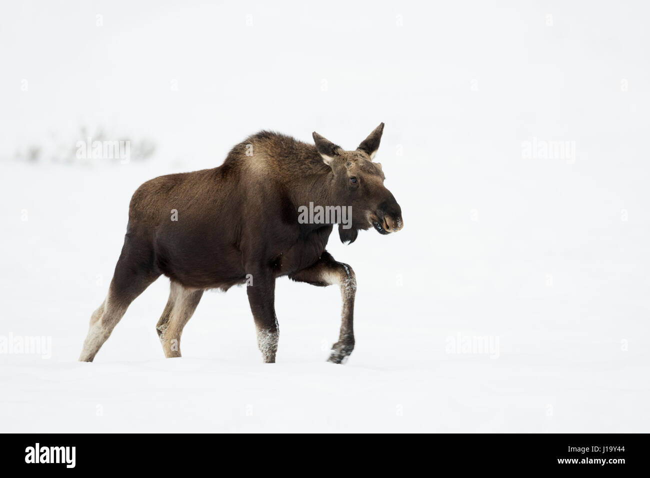 Moose / Elch ( Alces alces ), camminando tra neve profonda, inverno, Yellowstone NP, Wyoming USA, America del Nord. Foto Stock