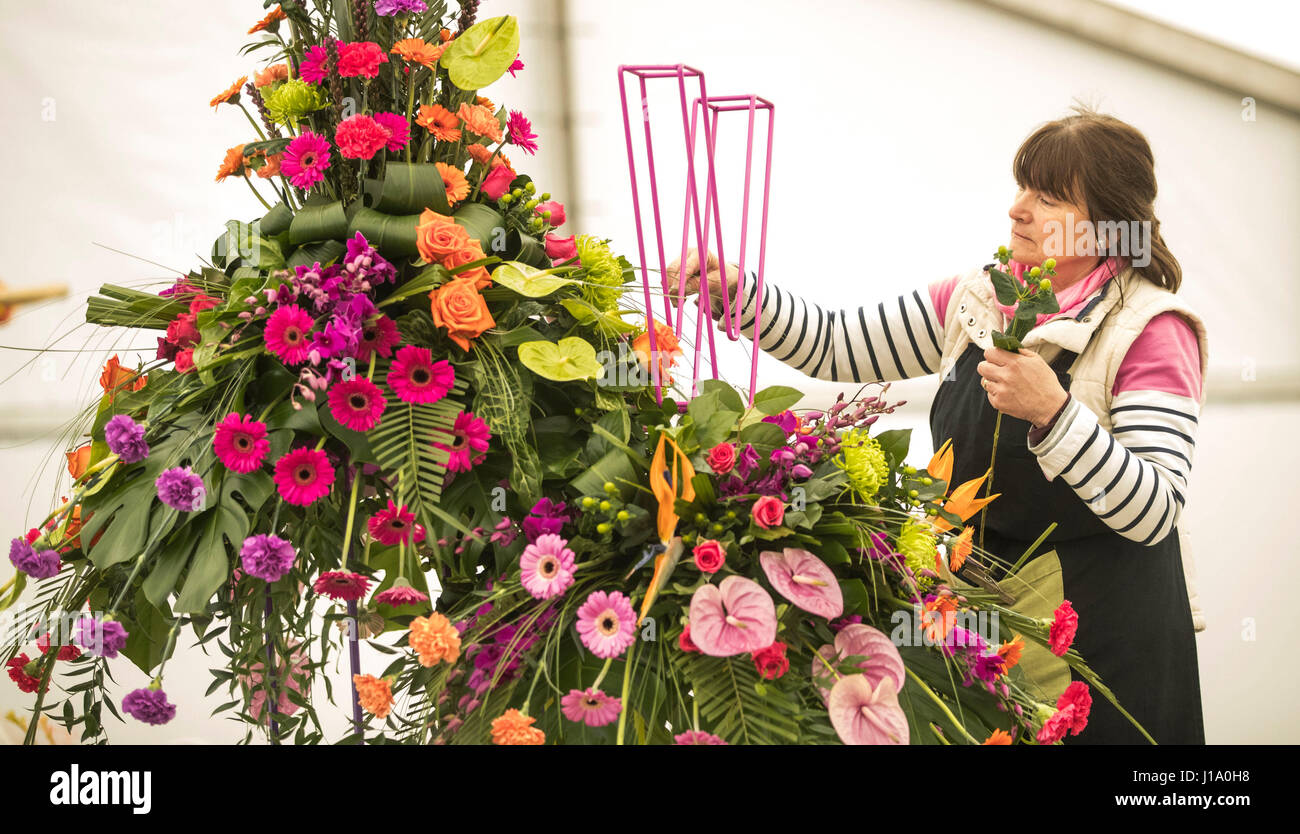 Sono stati preparati in anticipo dell'apertura della molla di Harrogate Flower Show. Foto Stock
