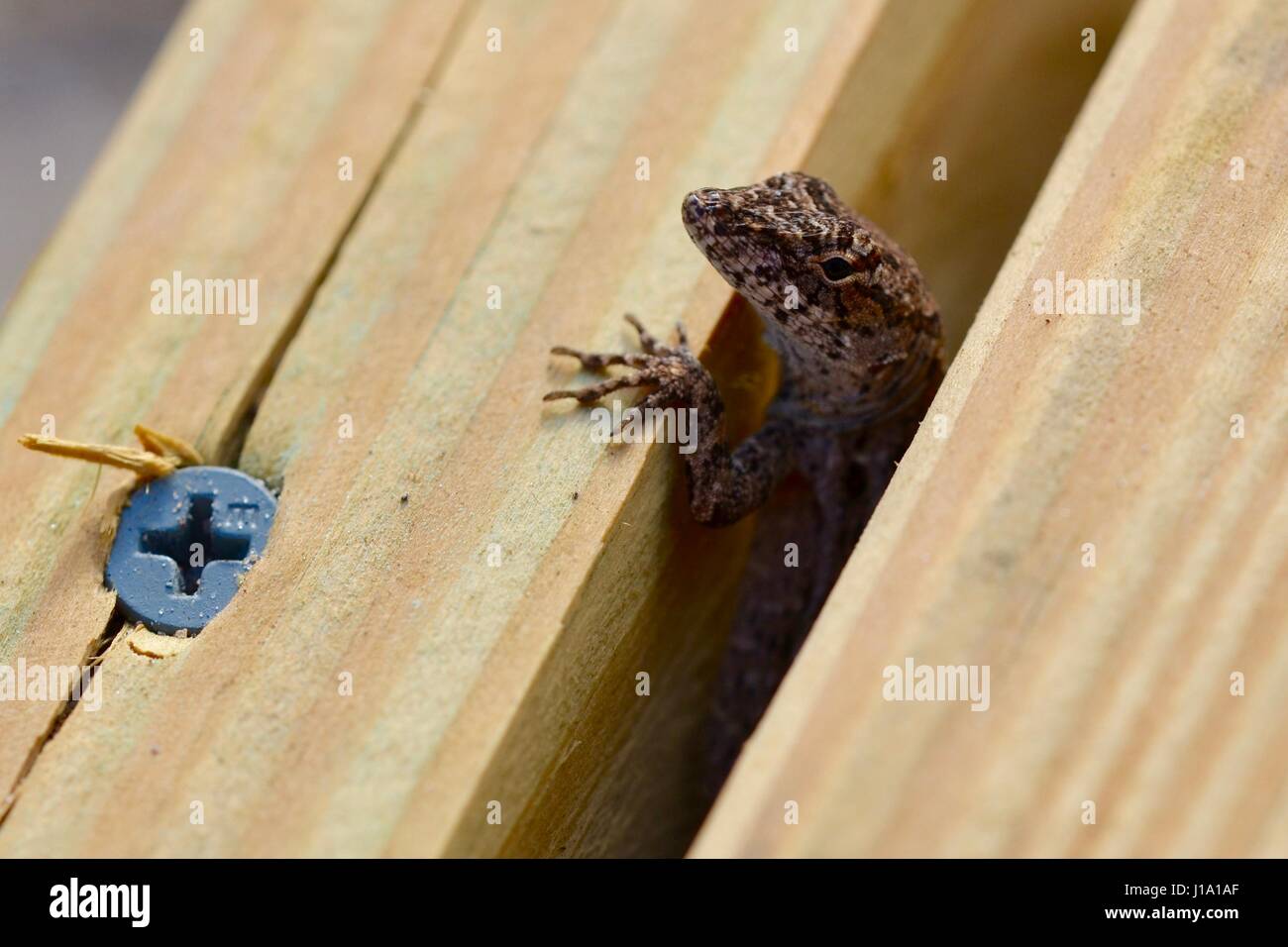 Lizard Fotografia macro Foto Stock