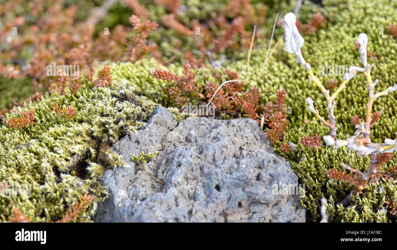 Mossy rocce laviche in Islanda Foto Stock