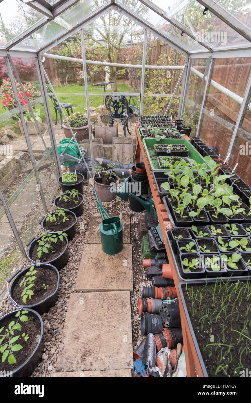 Un dilettante del giardiniere serra piena di piante giovani in primavera, England, Regno Unito Foto Stock