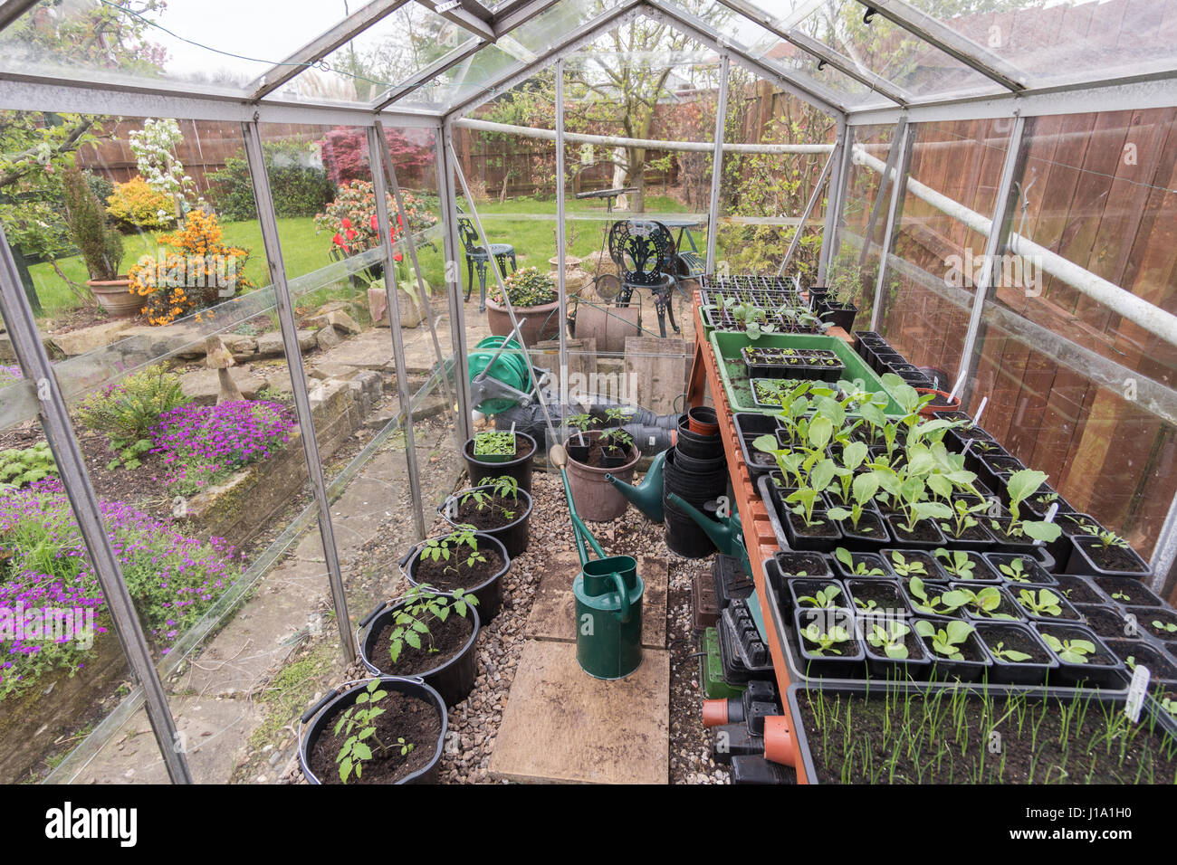 Un dilettante del giardiniere serra piena di piante giovani in primavera, England, Regno Unito Foto Stock
