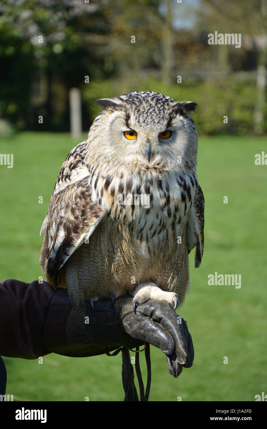 Gufo di Aquila Foto Stock