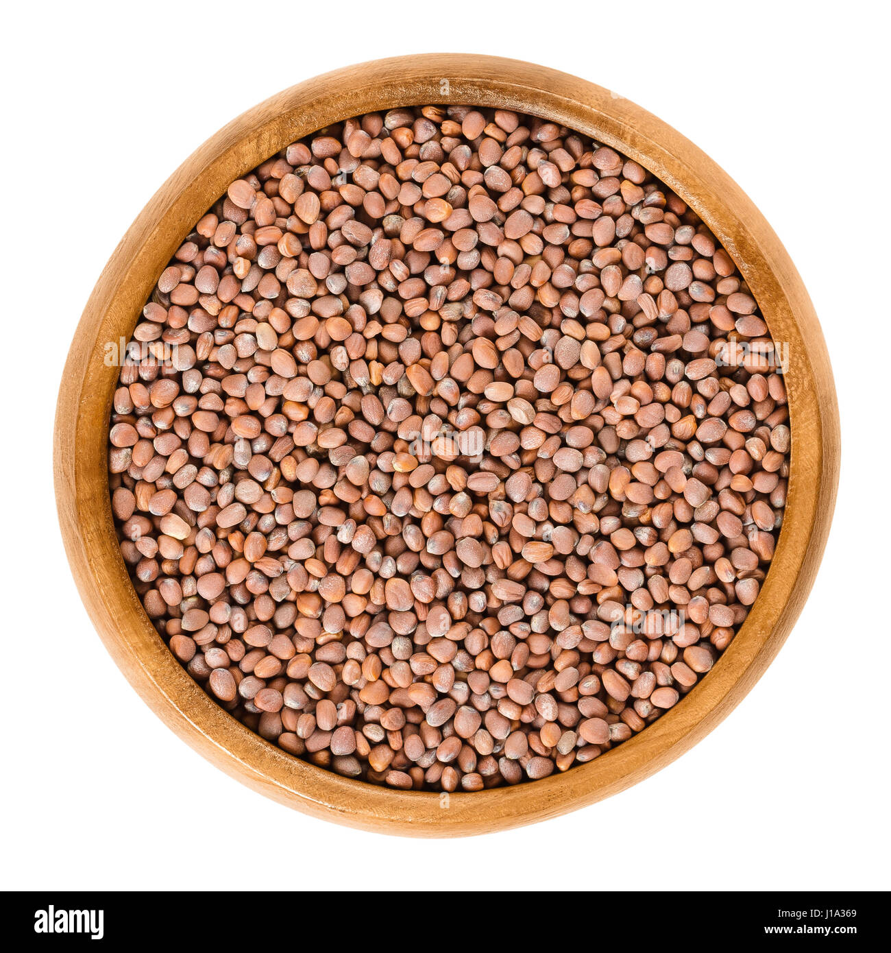 Semi di ramolaccio nella ciotola di legno. Raphanus sativus, una radice commestibili vegetali. Semi di germinazione con acqua in un recipiente per il consumo. Foto Stock