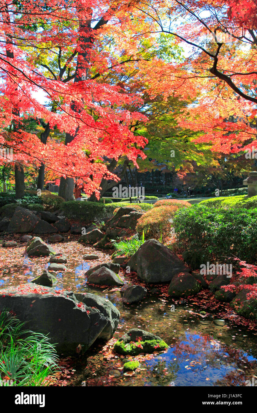 Otaguro Koen Park fogliame di autunno Suginami Tokyo Giappone Foto Stock