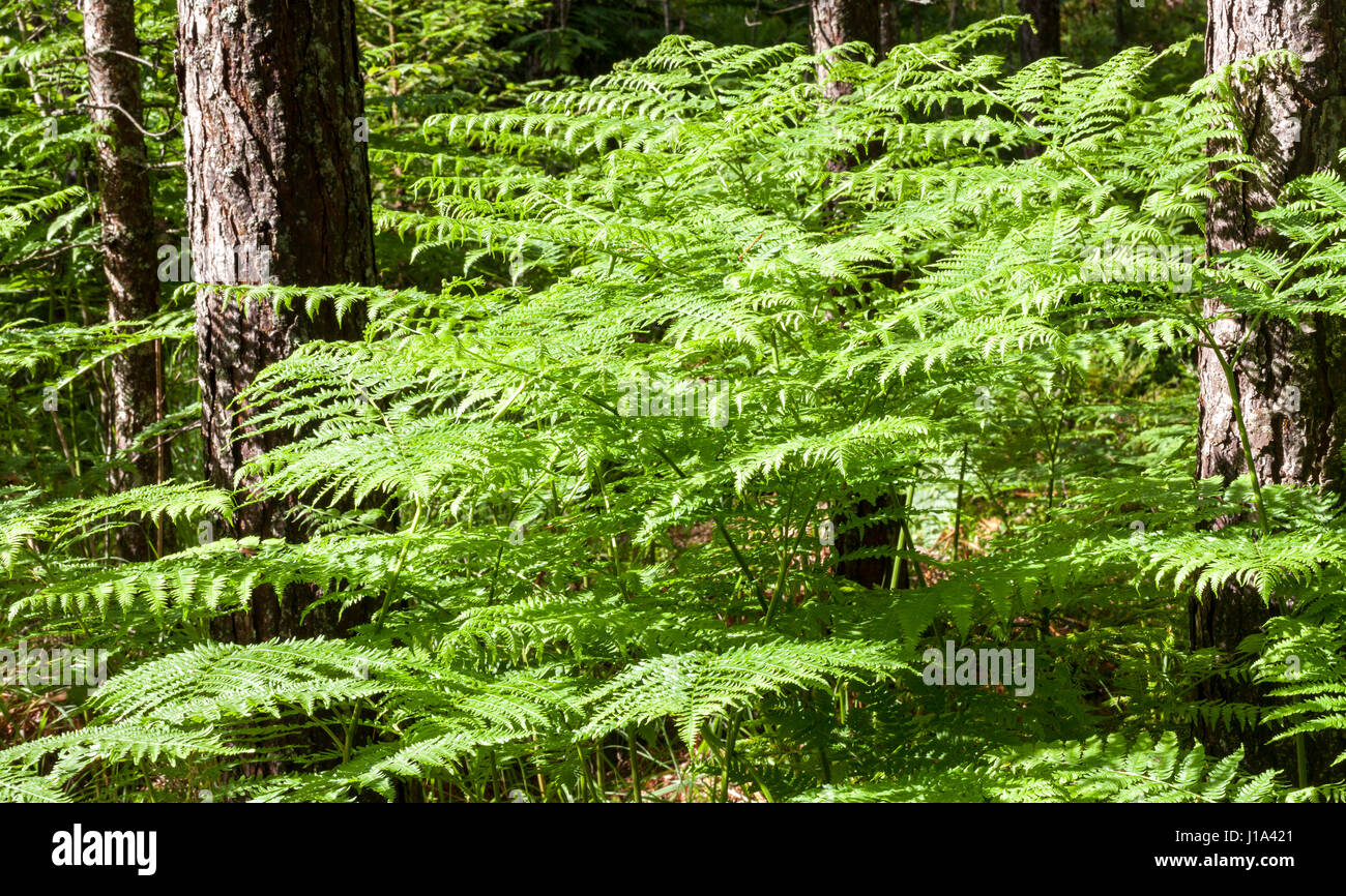 Felce aquilina (Pteridium aquilino) crescita Foto Stock