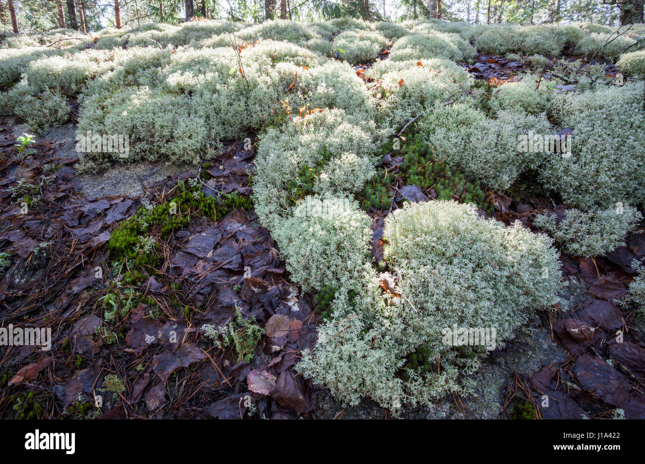 Licheni delle renne (Cladonia rangiferina) crescita Foto Stock