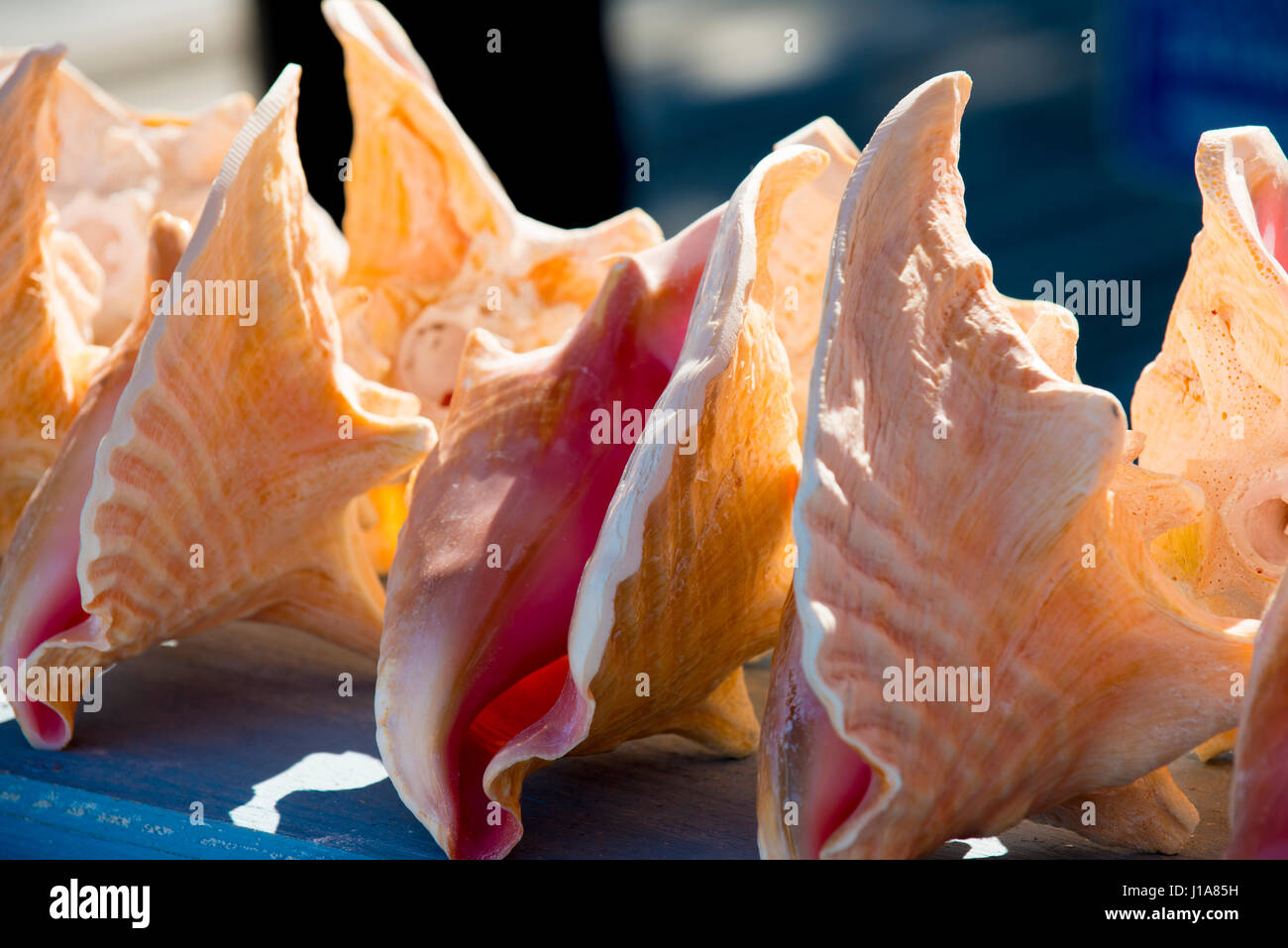Key West Negozi nautici Foto Stock