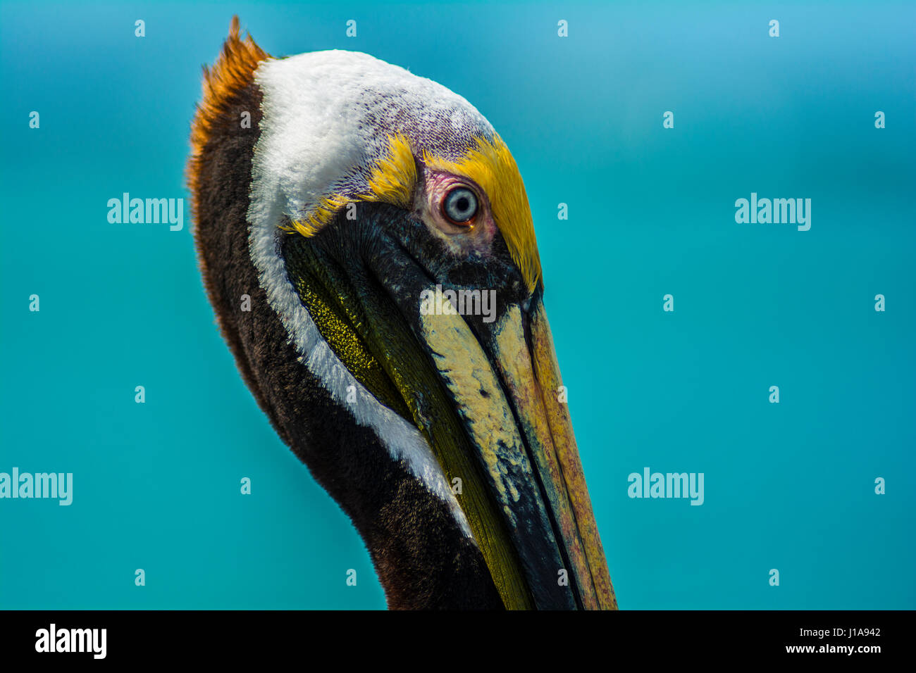 Bella Pelican ritratto Foto Stock