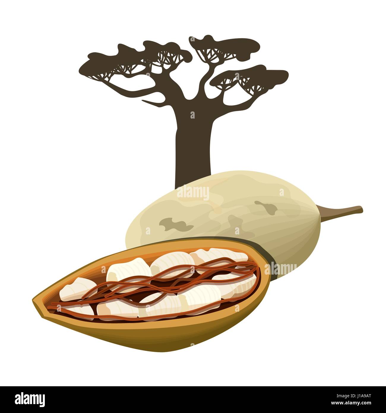 Baobab e frutta pod oggetto isolato. Adansonia. Super frutto di baobab. Illustrazione Vettoriale. Illustrazione Vettoriale