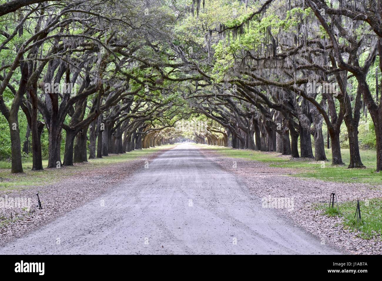 Savannah, Georgia Wormsloe sito storico ingresso di piantagione Foto Stock