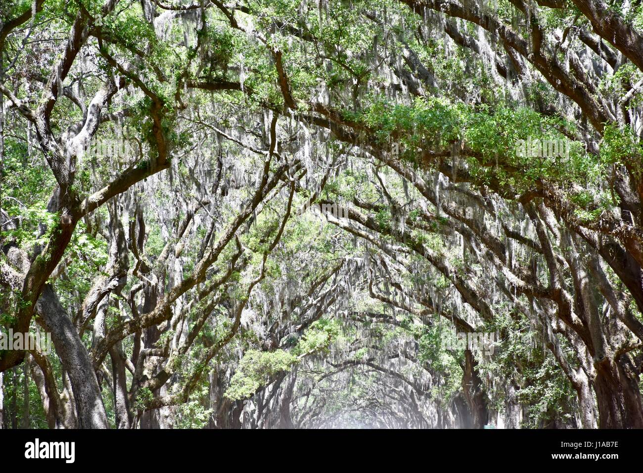 Savannah, Georgia Wormsloe sito storico ingresso di piantagione Foto Stock