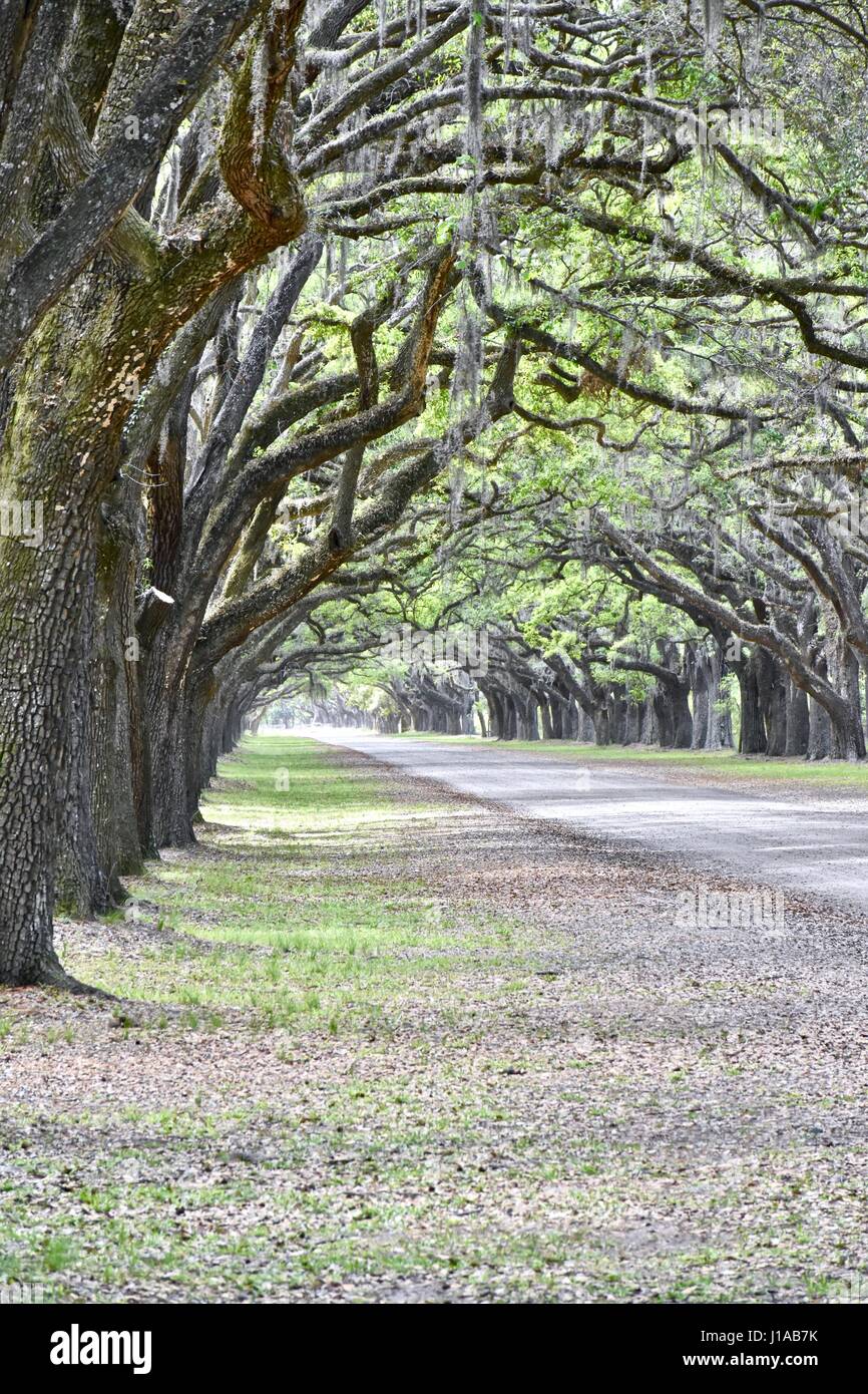 Savannah, Georgia Wormsloe sito storico ingresso di piantagione Foto Stock