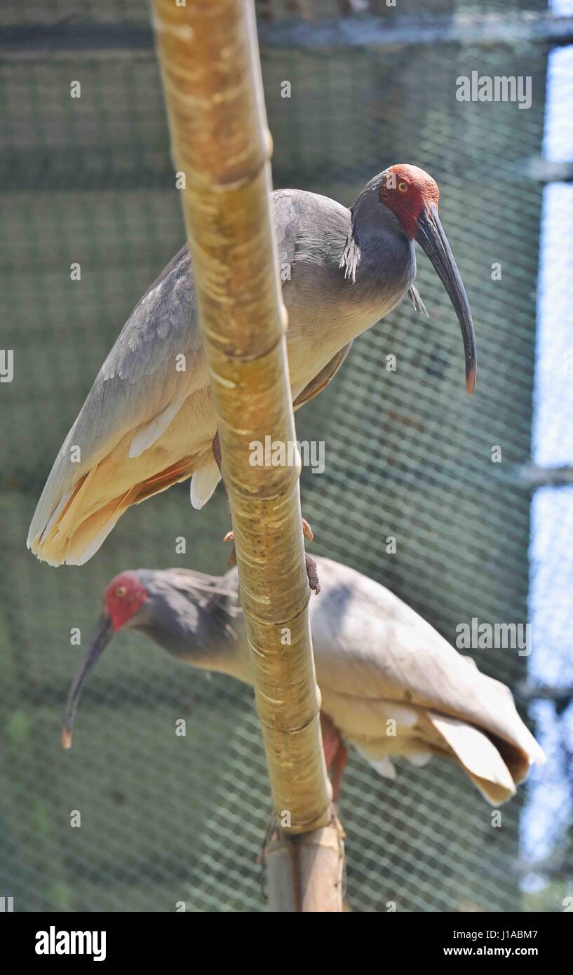 (170419) -- CHENGDU, Aprile 19, 2017 (Xinhua) -- Crested ibis sono visti in un centro di allevamento di Sichuan Accademia provinciale delle risorse naturali delle Scienze di Emeishan, a sud-ovest della Cina di provincia di Sichuan, 19 aprile 2017. Due crested ibis pulcini sono stati tratteggiati di artificialmente un centro di allevamento per le specie in pericolo di estinzione nel Sichuan il martedì e il mercoledì, le autorità locali ha detto. I due crested ibis pulcini pesati 55,3 g e 51,7 g rispettivamente e sono state in buona salute, secondo il dipartimento di pubblicità della città Emeishan, Sichuan. Durante gli ultimi tre decenni, la popolazione di crested ibis Foto Stock