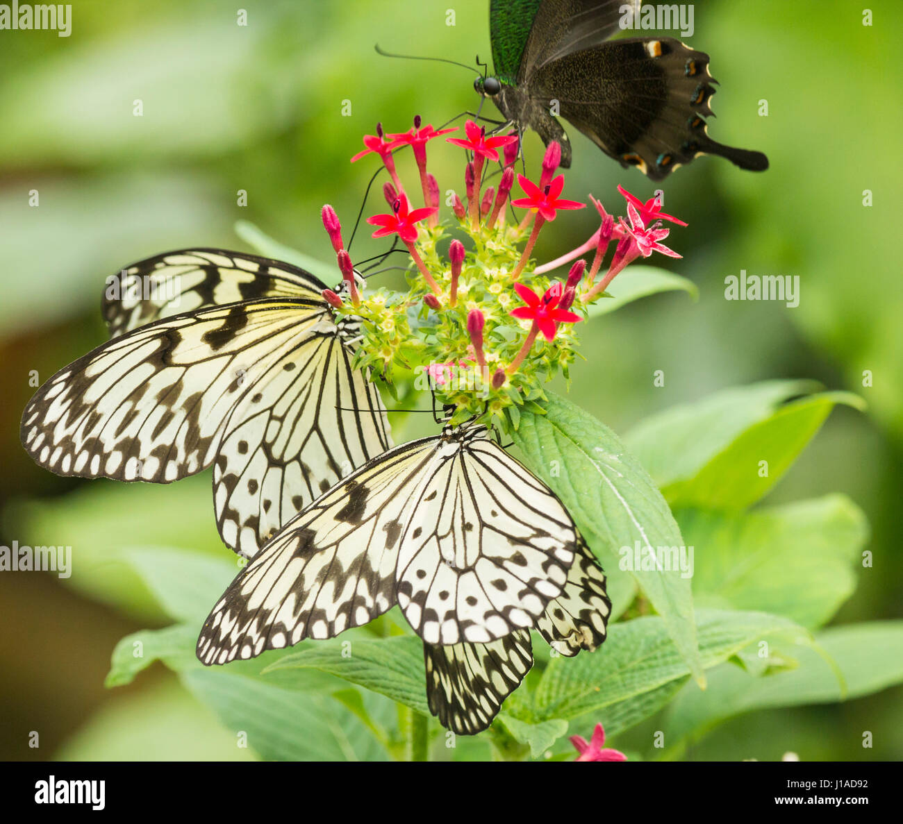 Ninfa ad albero delle farfalle ( Idea leuconoe ) . Chiamato anche carta di riso, aquilone di carta. Foto Stock