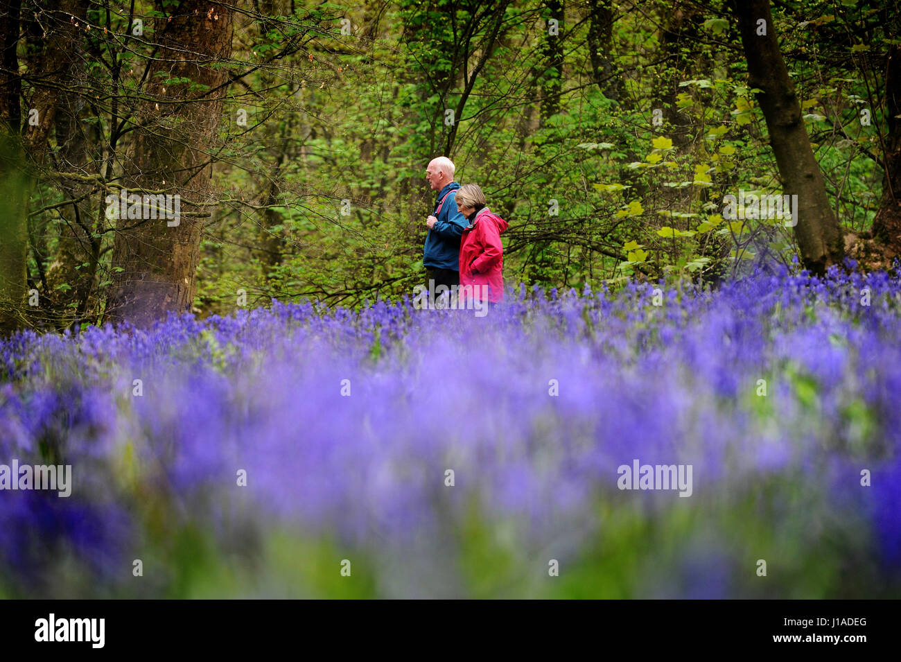 La molla del legno, Whalley, Lancashire, Regno Unito. 19 Aprile, 2017. Ai visitatori di ammirare il tappeto di Bluebells che coprono il terreno nella primavera del legno, Whalley, Lancashire, Regno Unito. Foto di Paolo Heyes, mercoledì 19 aprile, 2017. Credito: Paolo Heyes/Alamy Live News Foto Stock