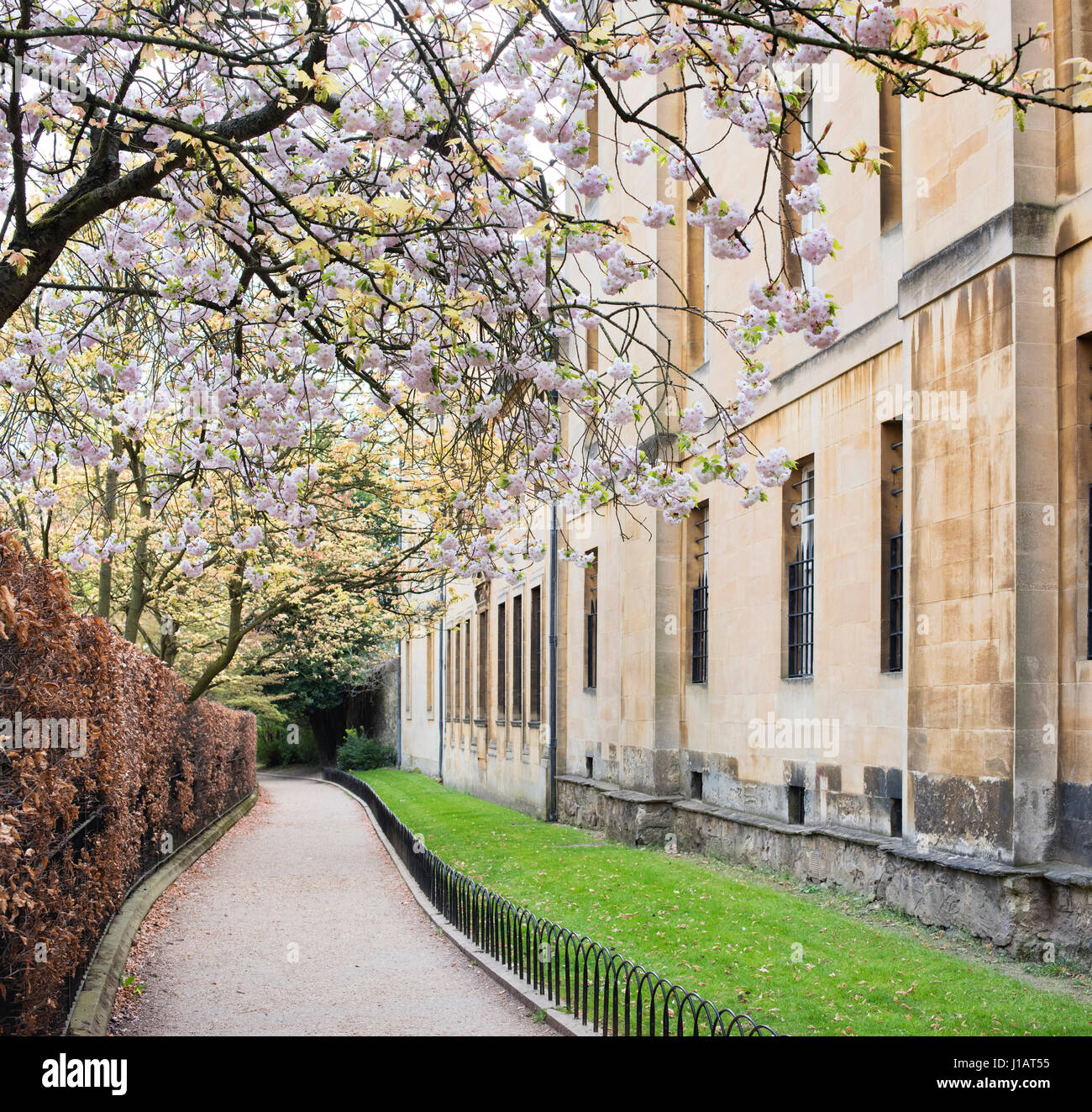 Cherry Tree blossom lungo grove a piedi nel centro di Oxford in primavera. Oxford, Oxfordshire, Inghilterra Foto Stock