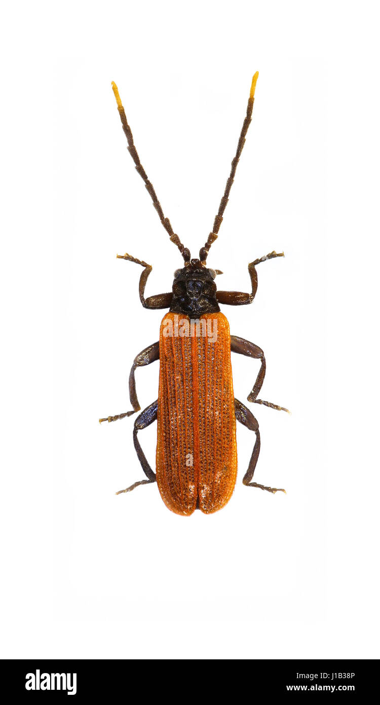 Net-scarabeo alato su sfondo bianco - Platycis minutus (Fabricius, 1787) Foto Stock