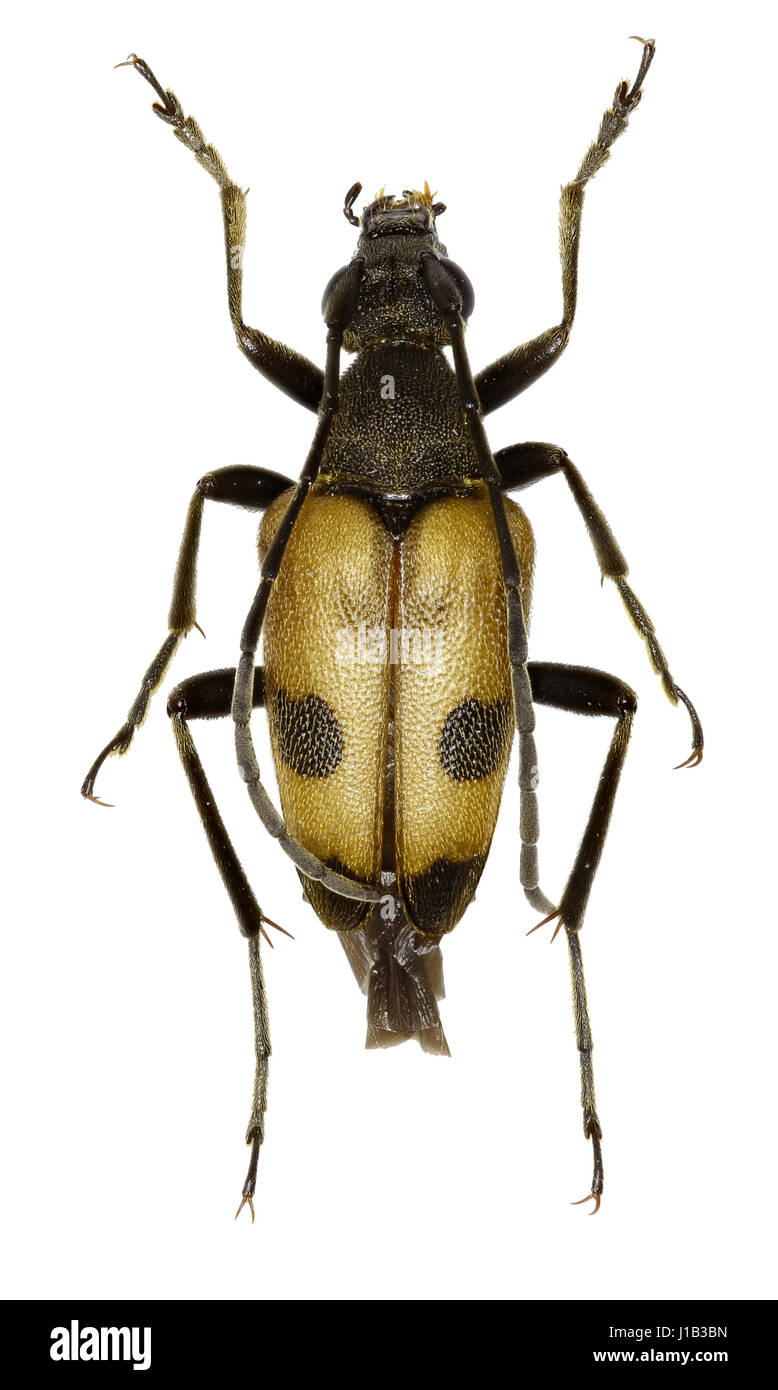Chiazzato Longhorn Beetle su sfondo bianco - Pachytodes cerambyciformis (Schrank, 1781) Foto Stock