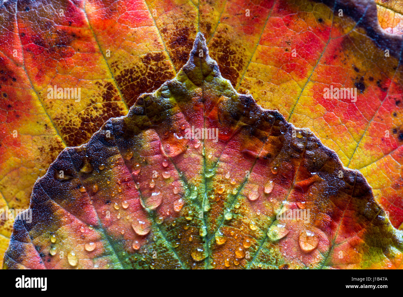 Close-up pictureof dettagliata amamelide foglie mostra autunnale di colorazioni e pattern. Foto Stock