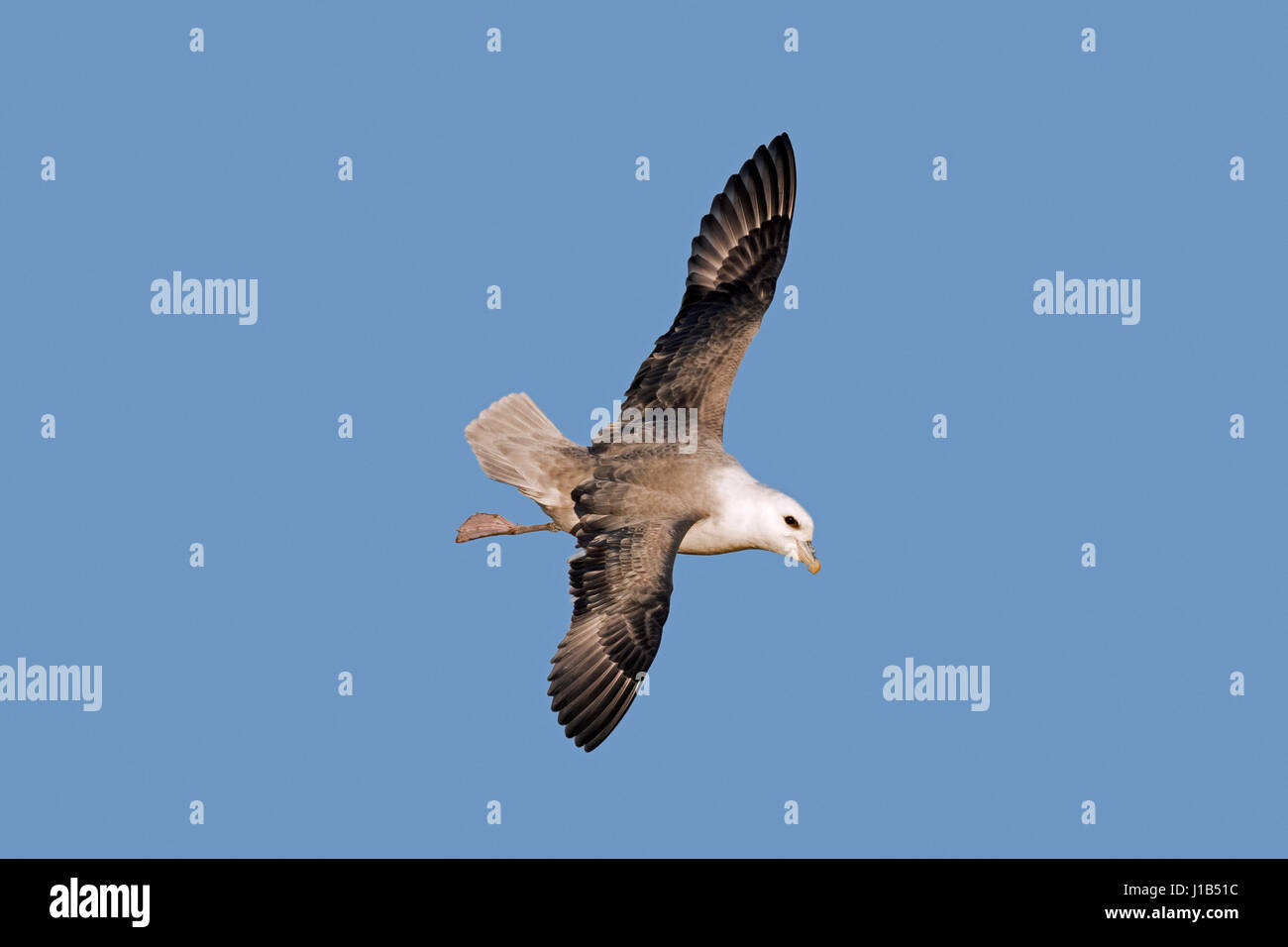 Northern fulmar / Artico fulmar (Fulmarus glacialis) in volo contro il cielo blu Foto Stock