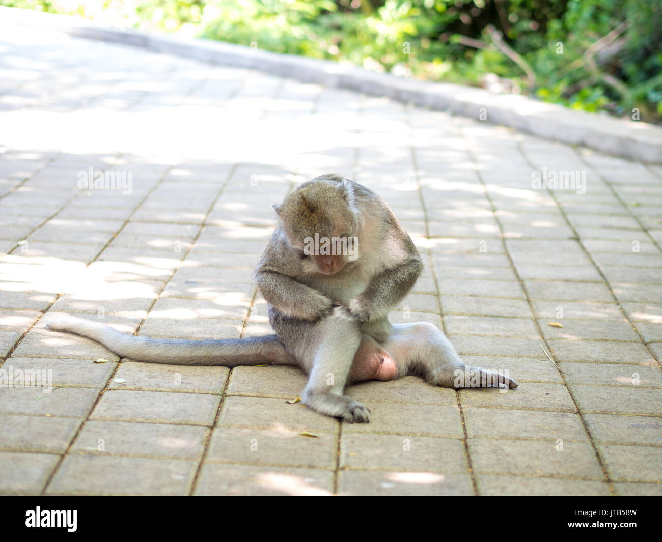 Carino il grasso a lunga coda Macaque monkey in Uluwatu, Bali, Indonesia Foto Stock