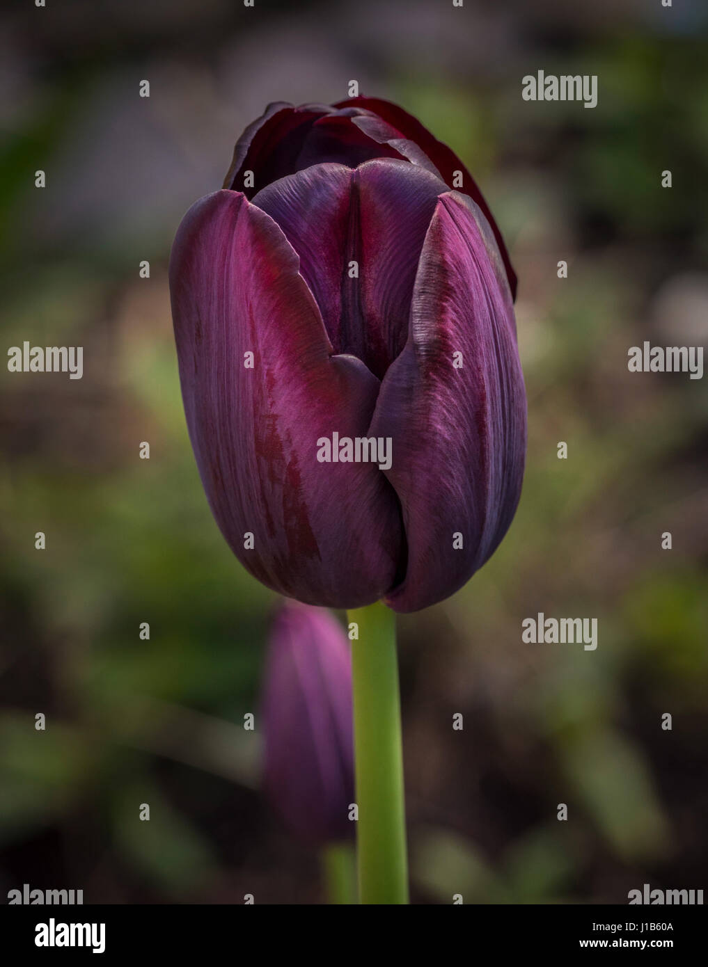 Vista laterale di un viola Regina della notte tulip coltivazione di fiori in un giardino. Foto Stock