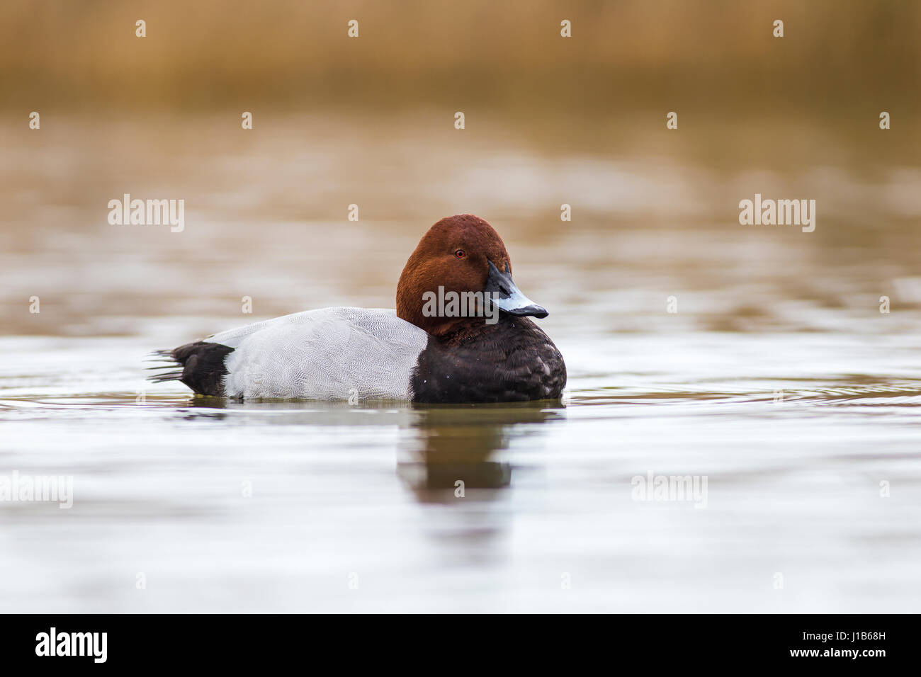 Esemplare Pochard maschio nello stagno Foto Stock