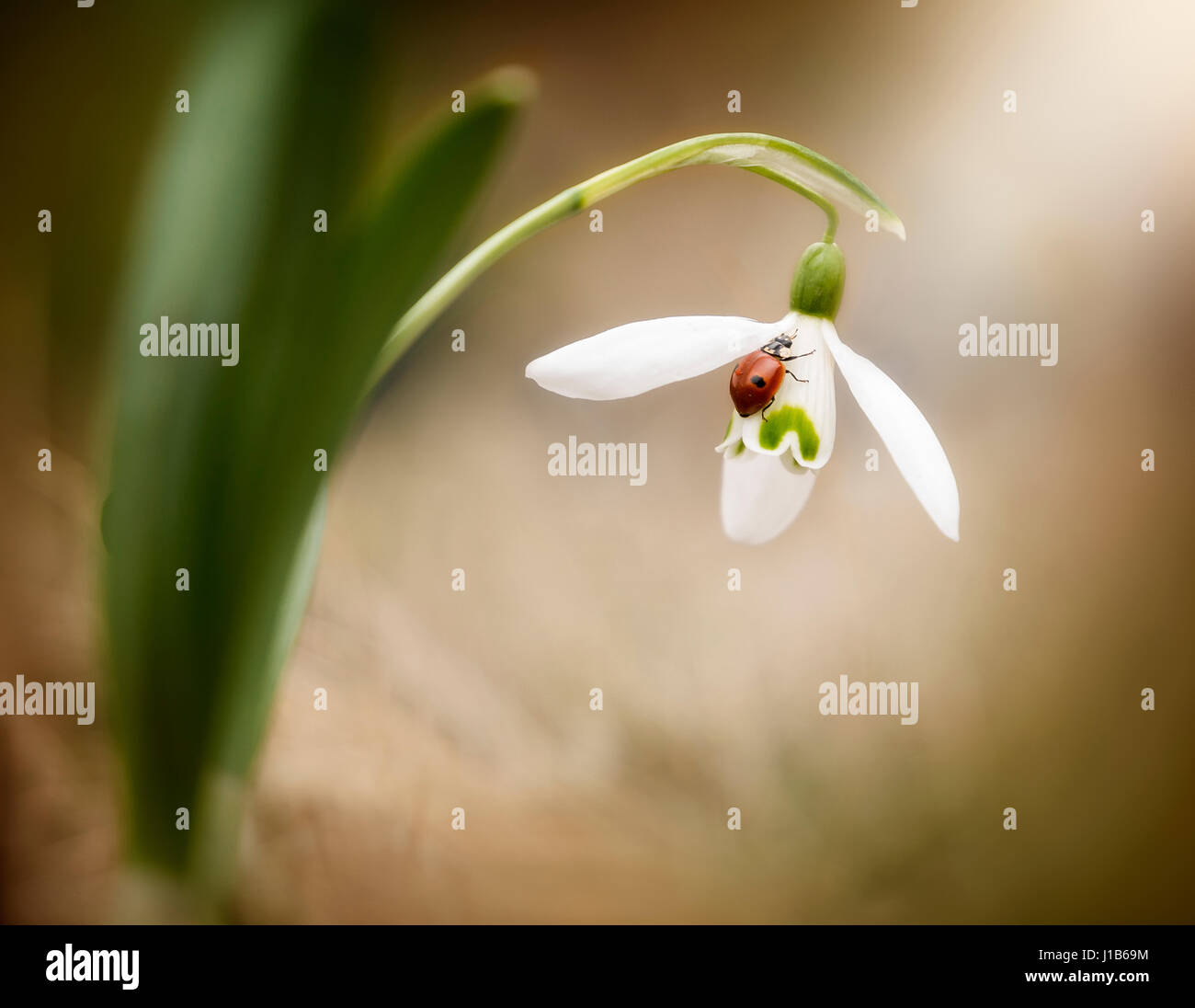 Coccinella sul petalo di fiore Foto Stock
