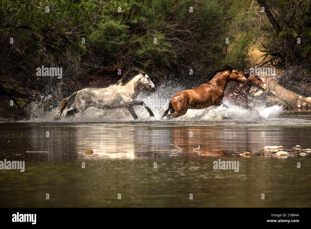 Cavalli selvaggi nella parte inferiore del fiume sale Tonto National Forest vicino a Mesa, Arizona USA Foto Stock