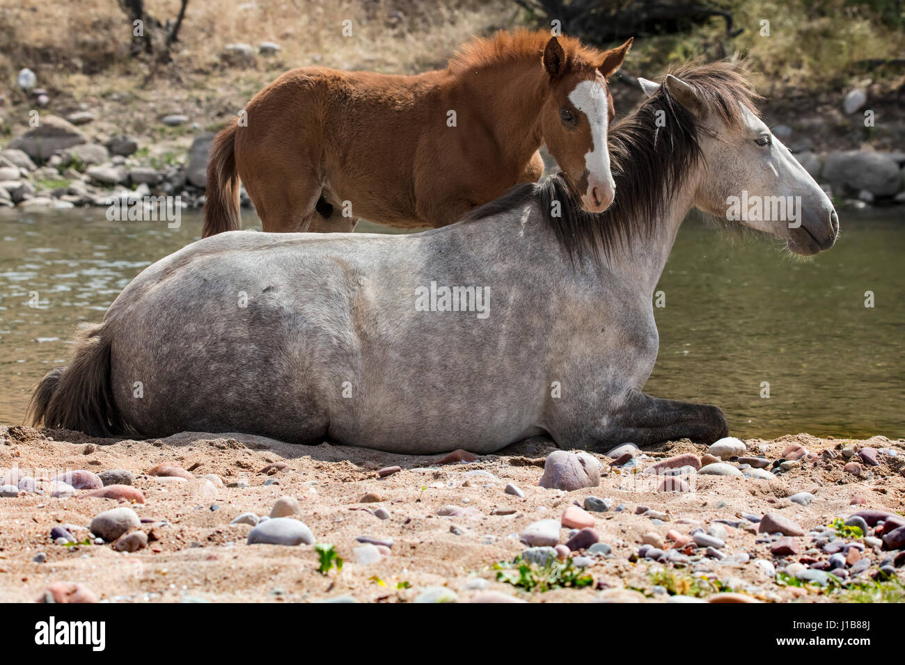 Cavalli selvaggi nella parte inferiore del fiume sale Tonto National Forest vicino a Mesa, Arizona USA Foto Stock