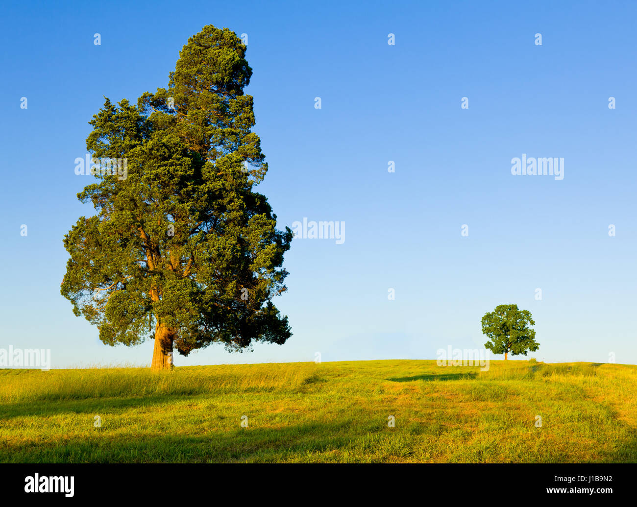 Grande pino tipo albero con un altro piccolo albero sull orizzonte in prato o campo - protezione o di concorrenza o di grandi e piccole concept Foto Stock