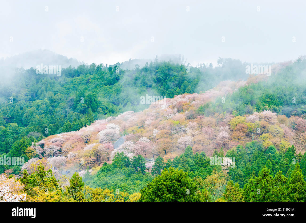 Fiore di Ciliegio sul monte yoshino in mattina a Nara, Giappone Foto Stock