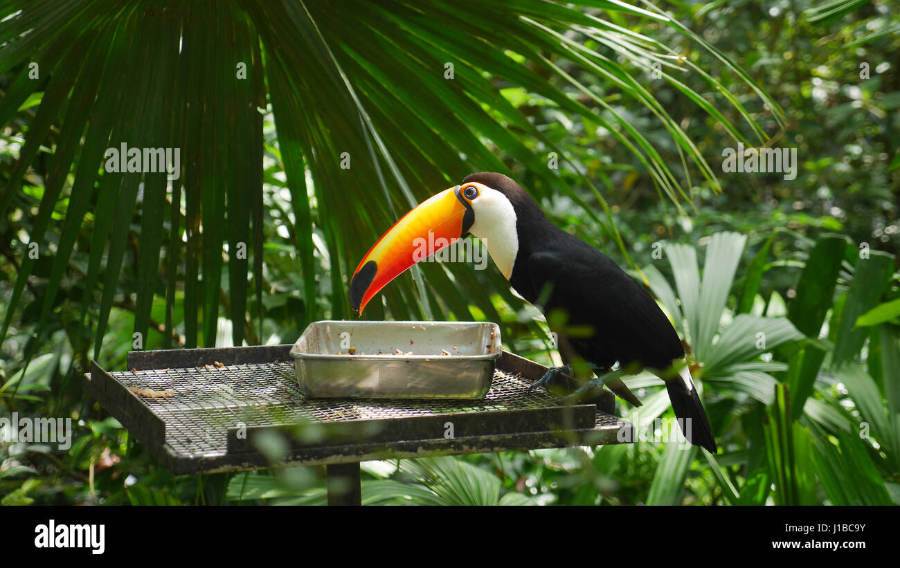 Grande Hornbill Bird/ Horn bill/ Buceros simum/ trasduttore toco toucan Foto Stock