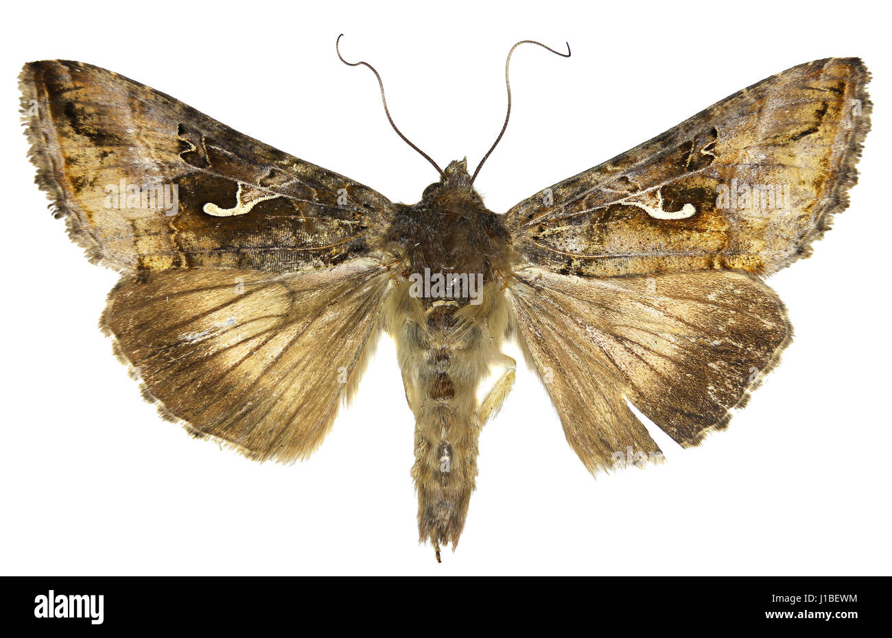 Il Silver Y su sfondo bianco - Autographa gamma (Linnaeus, 1758) Foto Stock