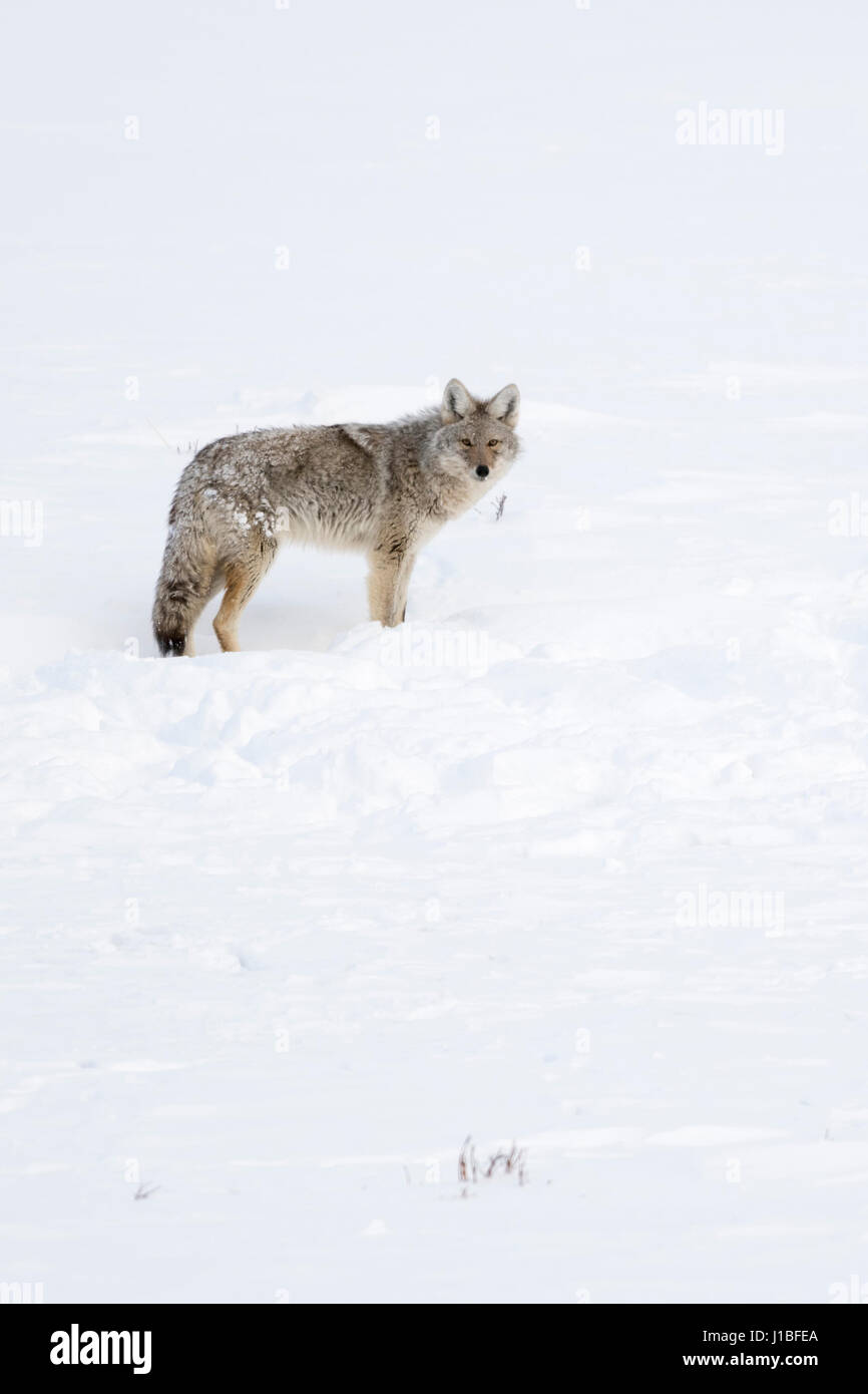 Coyote / Kojote ( Canis latrans ), animale adulto, in inverno la neve alta, sulla distanza, osservando attentamente, Montana, USA. Foto Stock